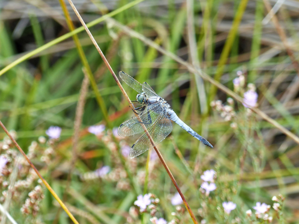 Libellule bleue